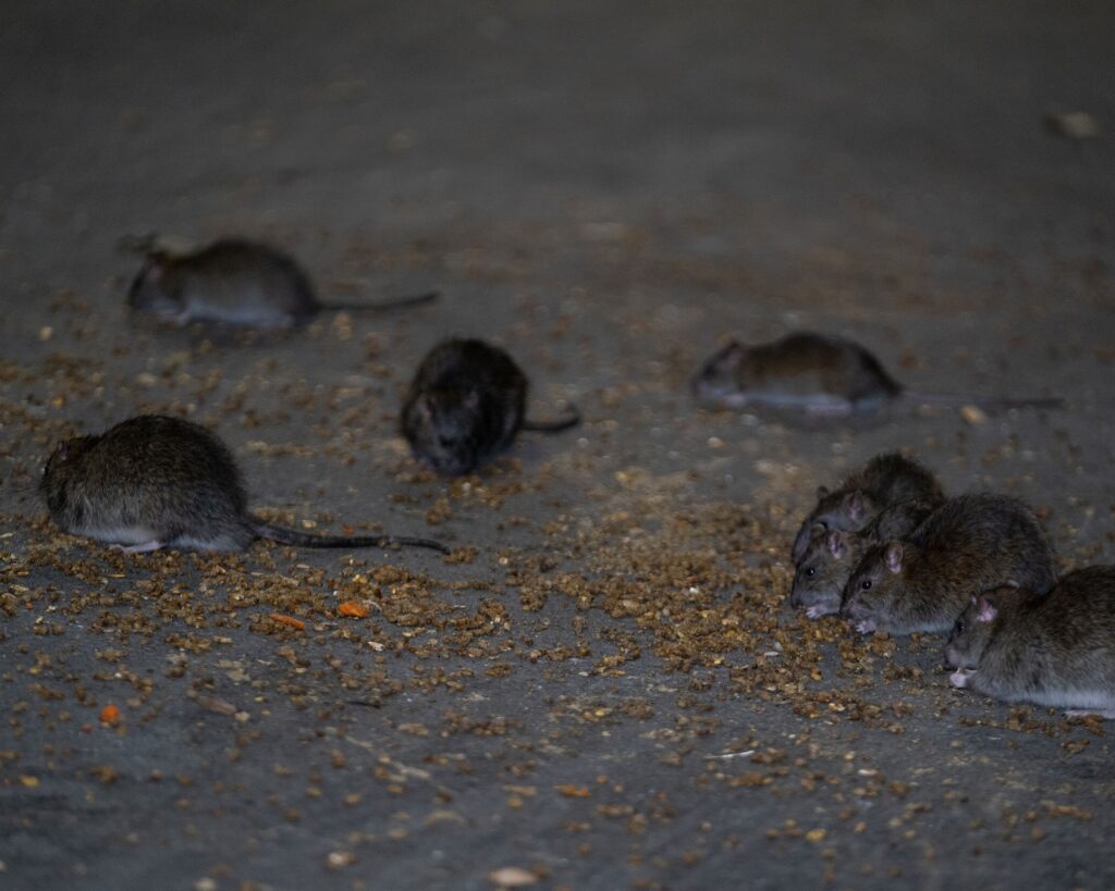 deratyzacja w Krakowie