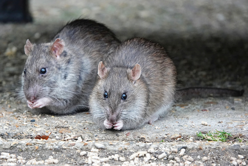 deratyzacja w Krakowie